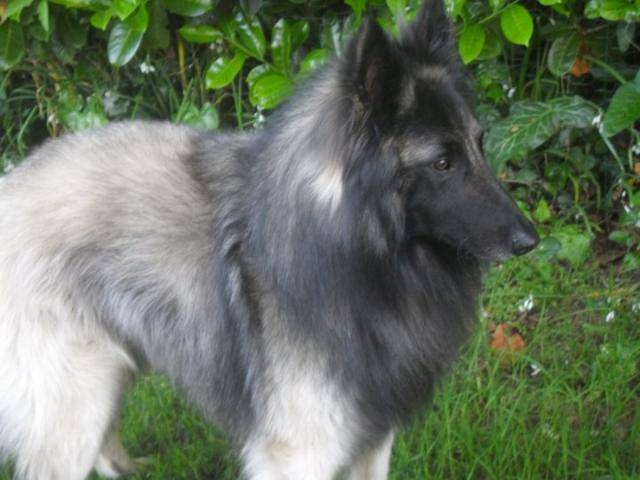 berger belge tervueren - Berger Belge Tervueren