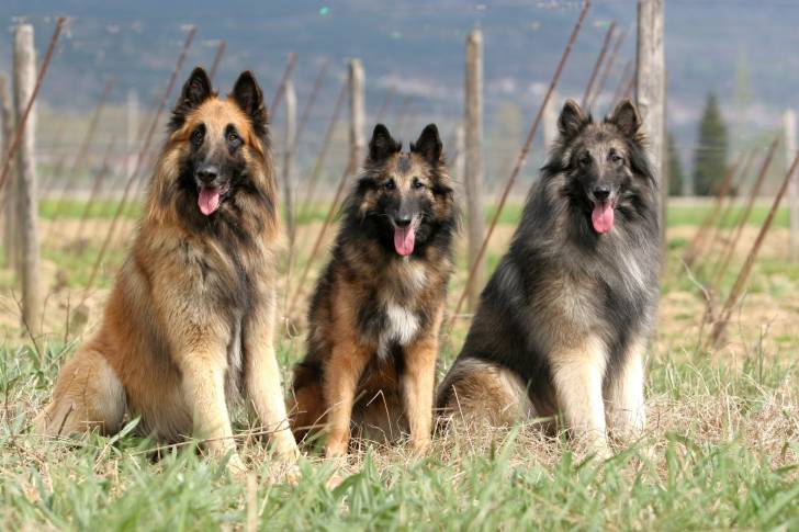 Photo Berger Belge Tervueren