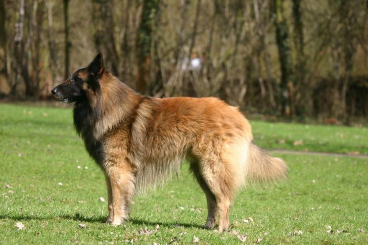 Photo Berger Belge Tervueren