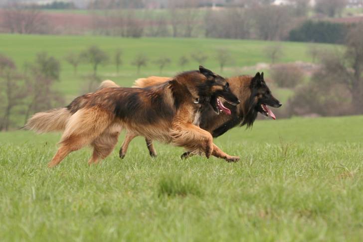Photo Berger Belge Tervueren
