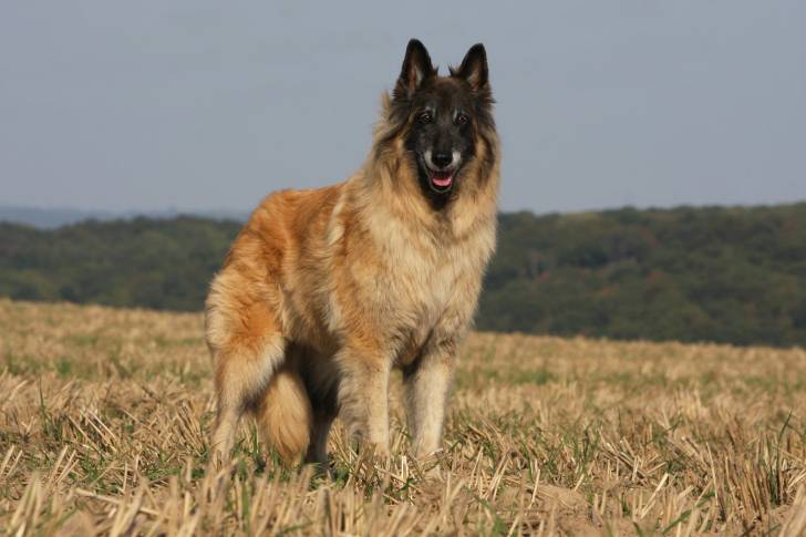 Photo Berger Belge Tervueren