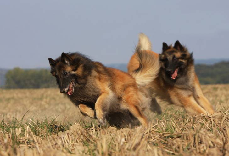 Photo Berger Belge Tervueren