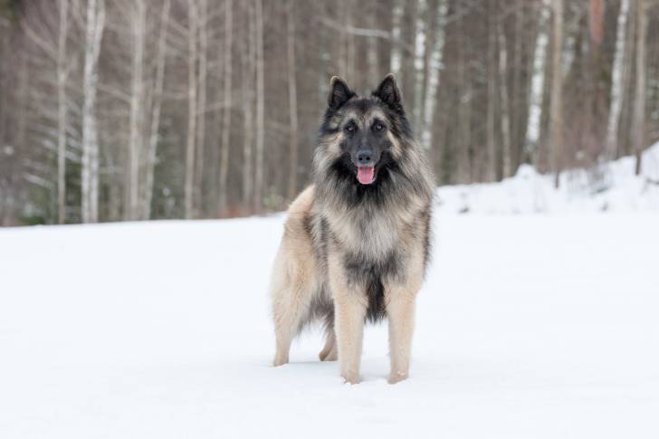 Photo Berger Belge Tervueren