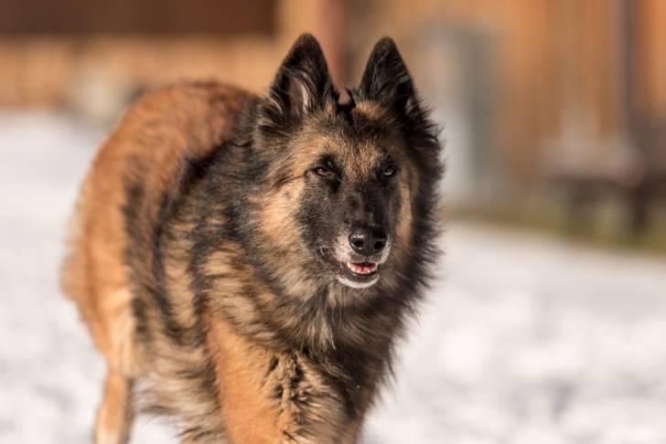 Portrait d'un Berger Belge Tervueren