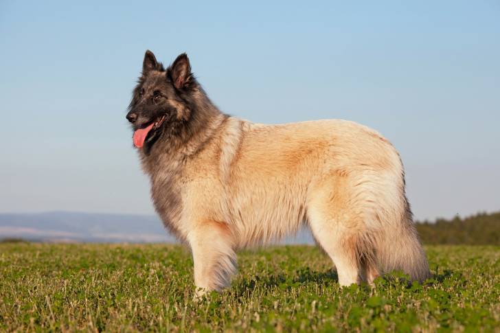 Un Berger Belge Tervueren dans un pâturage