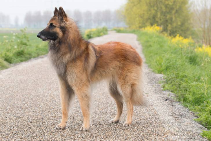 Photo Berger Belge Tervueren