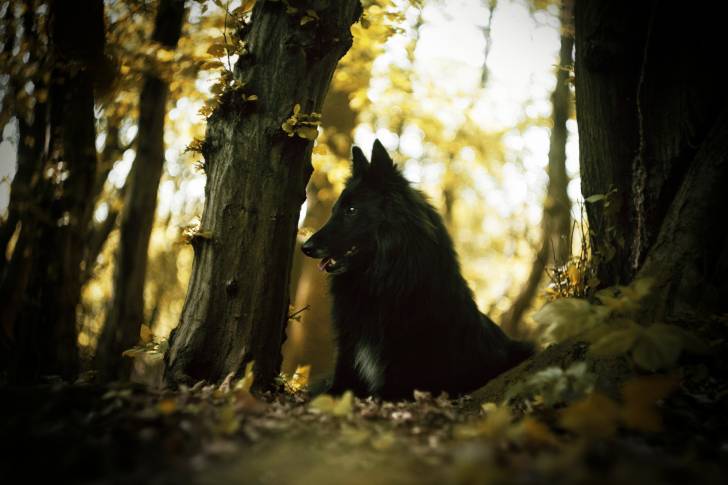 Photo Berger Belge Tervueren