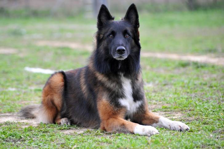 Photo Berger Belge Tervueren