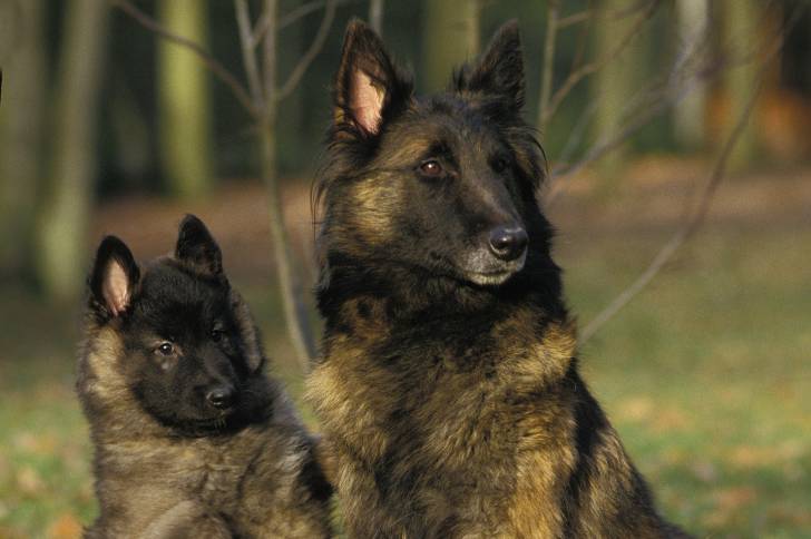 Photo Berger Belge Tervueren