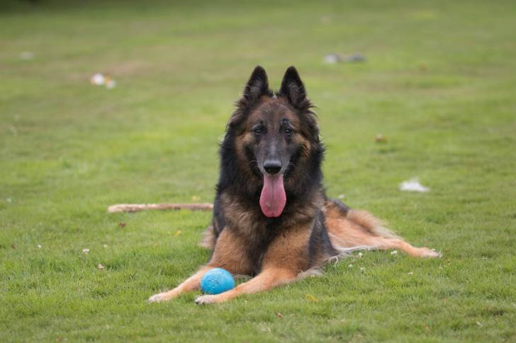 Photo Berger Belge Tervueren