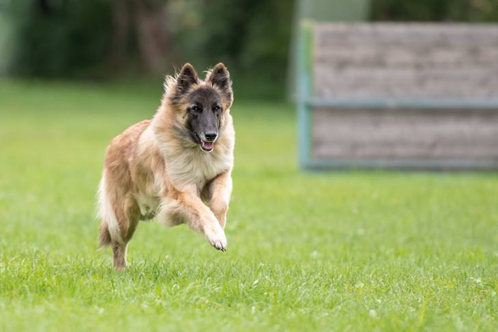 Photo Berger Belge Tervueren