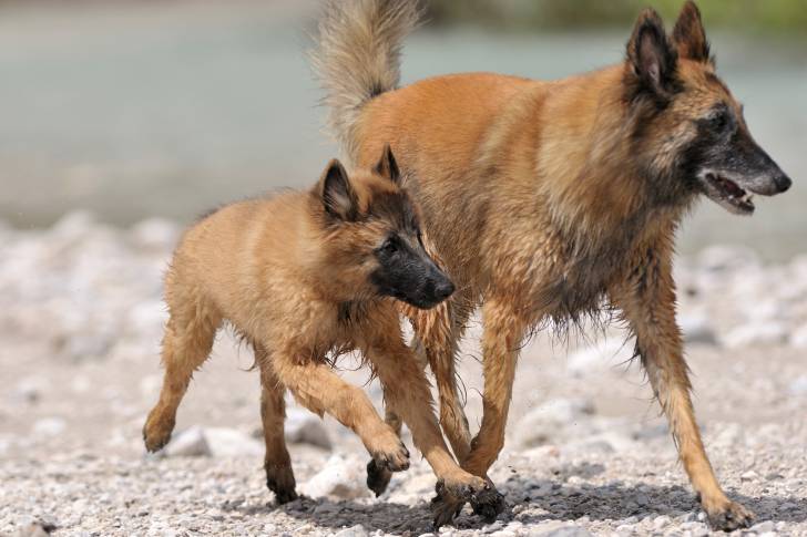 Photo Berger Belge Tervueren