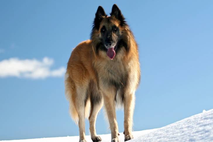 Un Berger Belge Tervueren en promenade en montagne