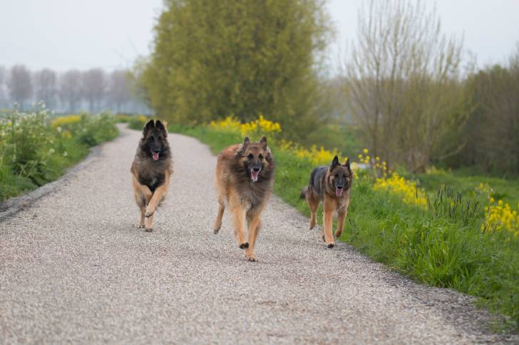 Photo Berger Belge Tervueren