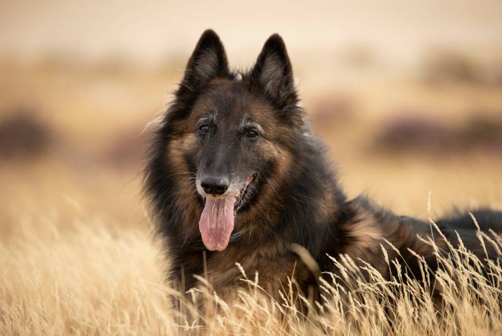 Un Berger Belge Tervueren dans un champ 