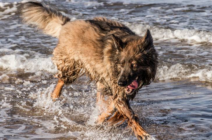 Photo Berger Belge Tervueren