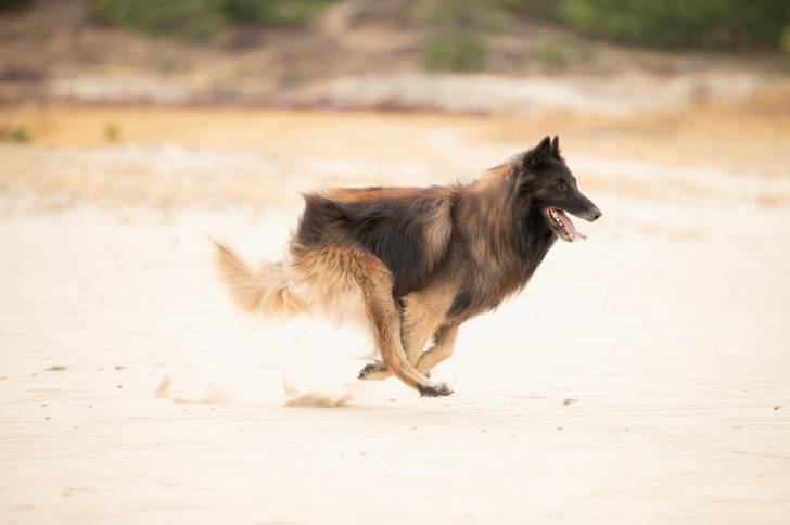 Photo Berger Belge Tervueren
