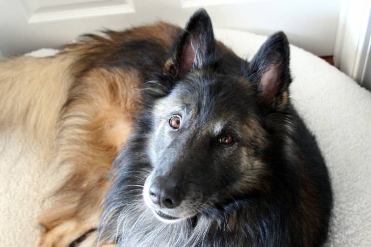 Photo Berger Belge Tervueren
