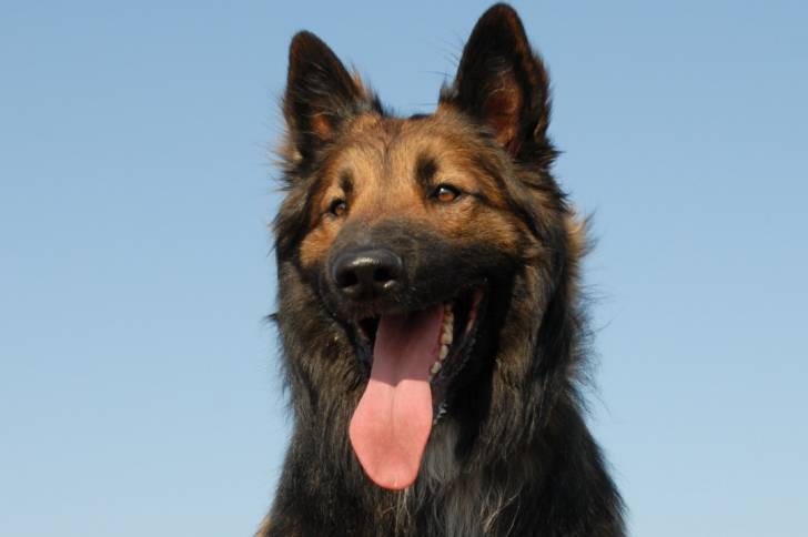 Photo Berger Belge Tervueren