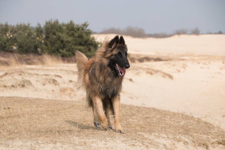 Photo Berger Belge Tervueren