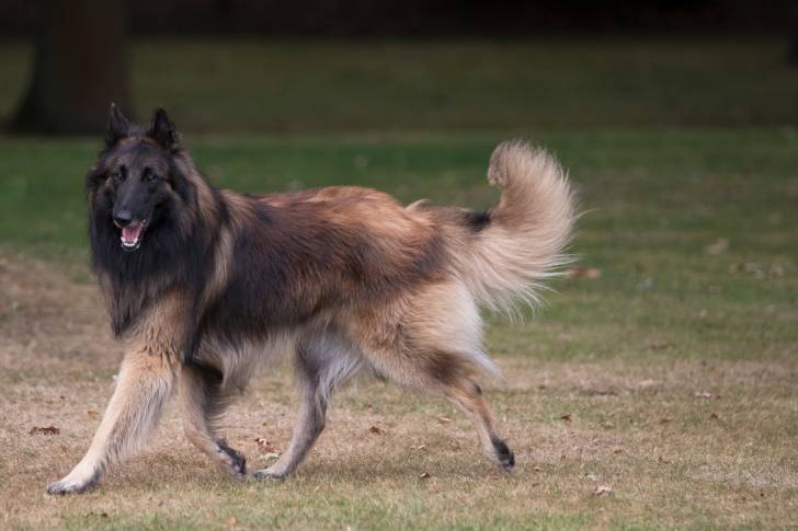 Photo Berger Belge Tervueren