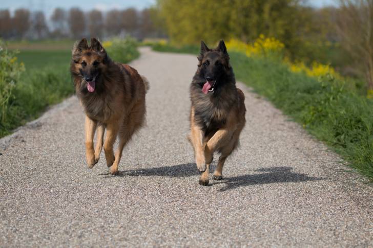 Photo Berger Belge Tervueren