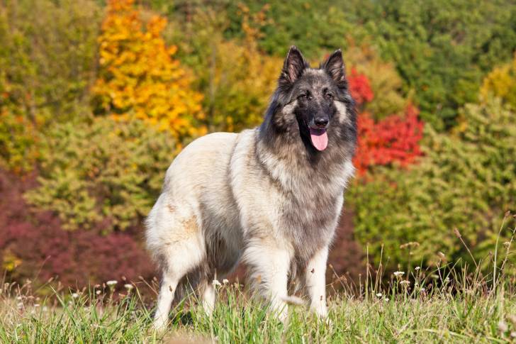 Photo Berger Belge Tervueren