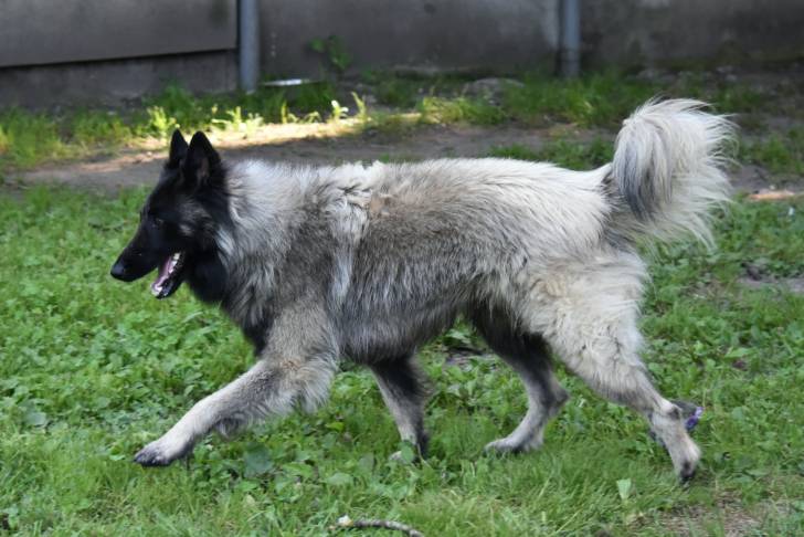Photo Berger Belge Tervueren