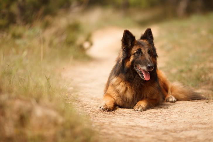 Un Berger Belge Tervueren allongé sur un sentier de terre