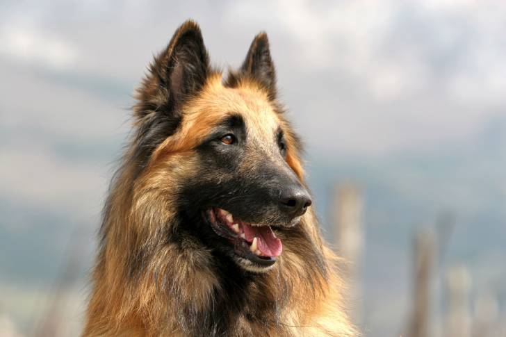 La tête d'un Berger Belge Tervueren