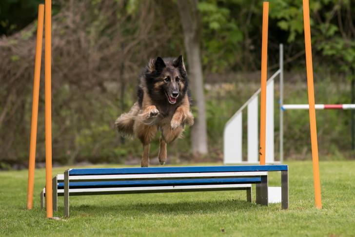 Un Berger Belge Tervueren en train de sauter un obstacle