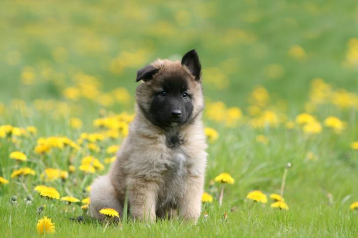 Un chiot Berger Belge Tervueren assis dans l'herbe