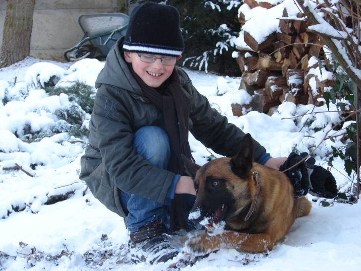 daltone - Berger Belge Tervueren Mâle (4 ans)