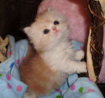 Photo Minuet (1 mois)