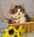 Bandit - Minuet Mâle