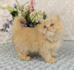 Diego - Minuet Mâle