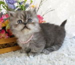 Mamia du bois - Minuet