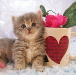 Silverbelle - Minuet