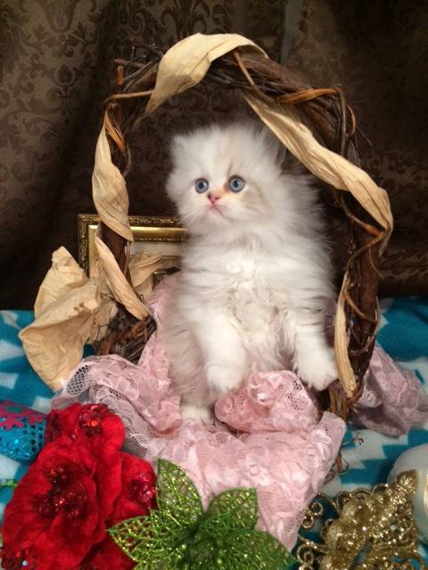 Photo Minuet