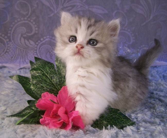 Arthur - Minuet