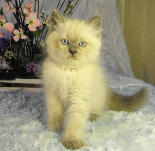 Bently - Minuet