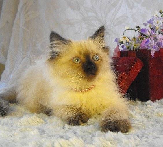 Buttercup - Minuet