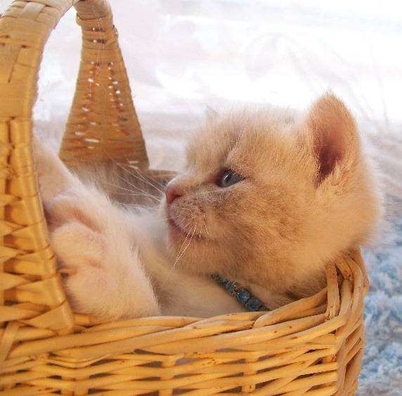 Butterscotch - Minuet