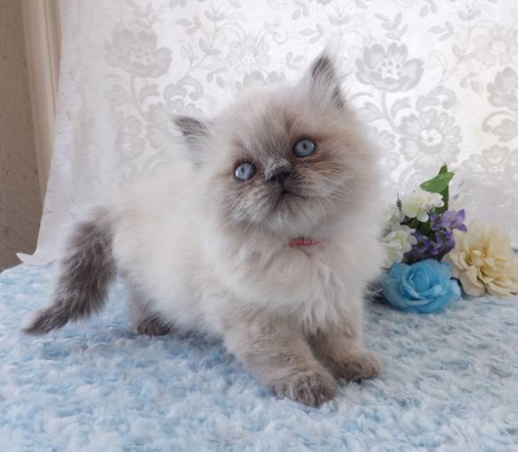 Bella - Minuet