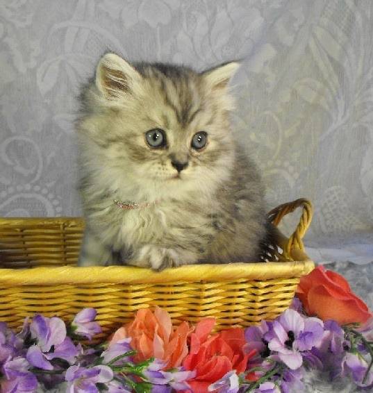 Bella - Minuet