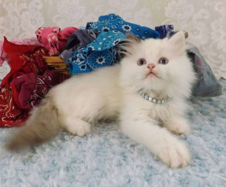 Bo - Minuet