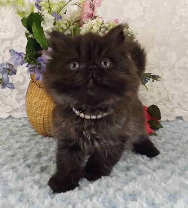 Beau - Minuet