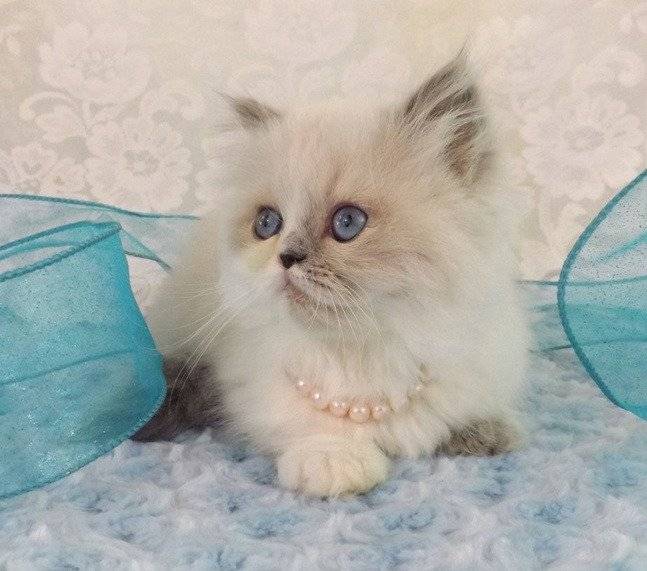 Bonbon - Minuet