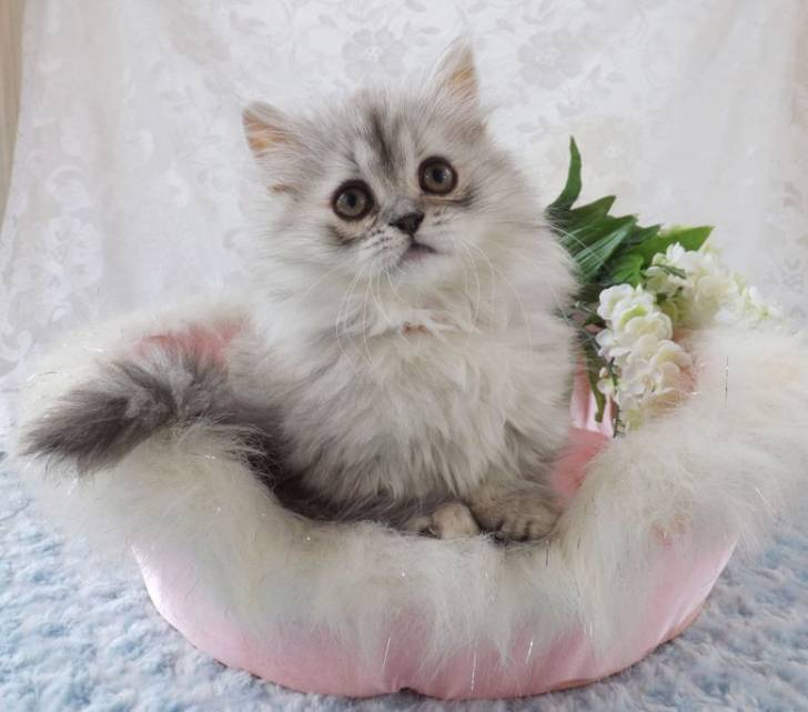 Coco - Minuet
