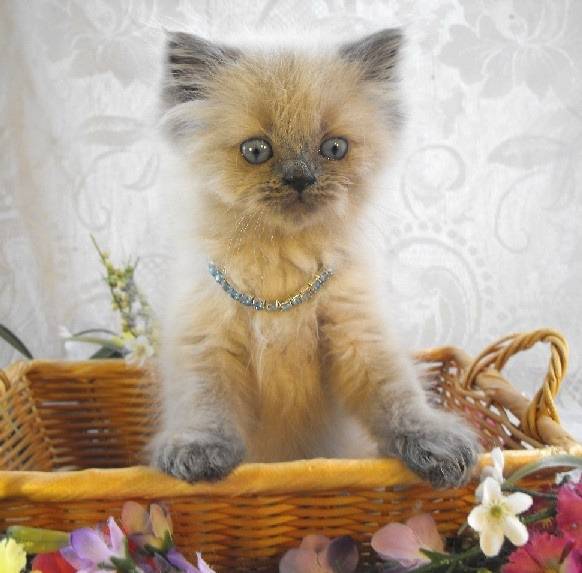 Charlie - Minuet